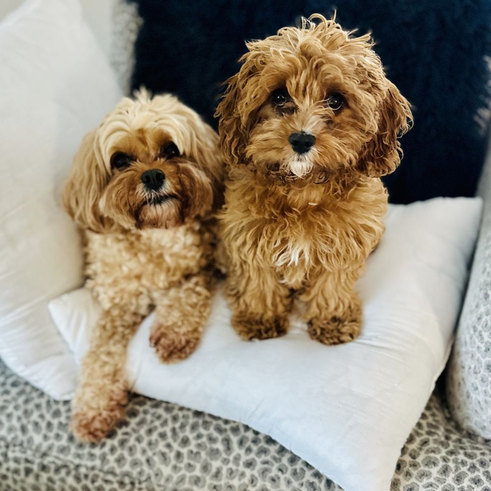 Wagmore Dog Services - Pet Training Near Me Wagmore Dog Services - Pet Training Near Me
