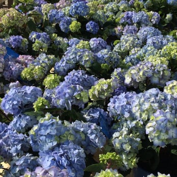 Green Glen Nursery - Wholesale Stores Near Me - Manhattan, Illinois Green Glen Nursery - Wholesale Stores Near Me - Manhattan, Illinois