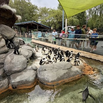 Adventure Aquarium - Penguin island - Aquariums Near Me - Camden, New Jersey Adventure Aquarium - Penguin island - Aquariums Near Me - Camden, New Jersey