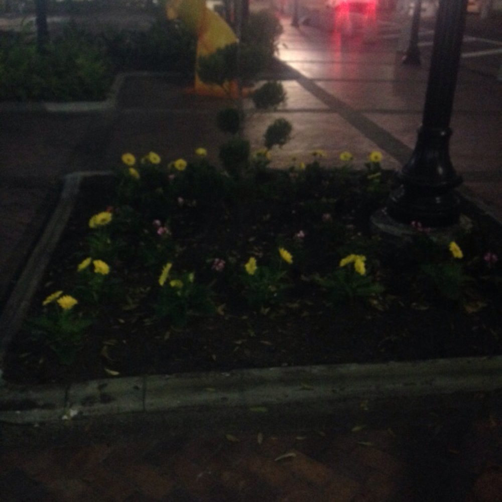 James Weldon Johnson Park - New flowers. Kind of glowing in the dark. - Parks Near Me - Jacksonville, Florida James Weldon Johnson Park - New flowers. Kind of glowing in the dark. - Parks Near Me - Jacksonville, Florida