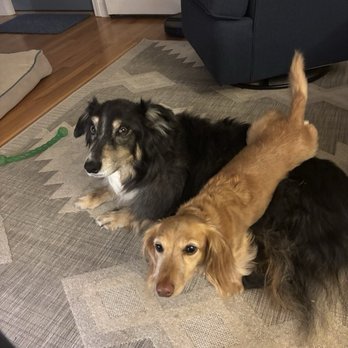 A&S Pet Care - Pet Sitting Near Me A&S Pet Care - Pet Sitting Near Me