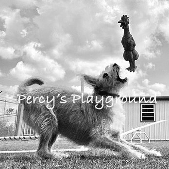 Percy's Playground - Pet Boarding Near Me - Eagle Rock, Missouri Percy's Playground - Pet Boarding Near Me - Eagle Rock, Missouri