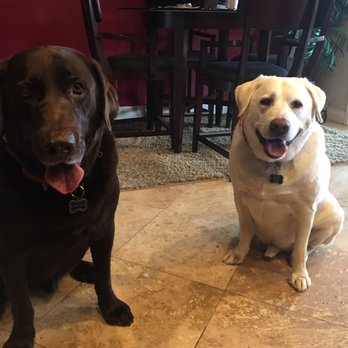 very important pet grooming salon