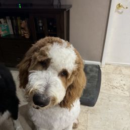 Obi