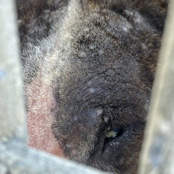 Ventura County Animal Services - The bleeding dog's gooky eye - Animal Shelters Near Me - Camarillo, California Ventura County Animal Services - The bleeding dog's gooky eye - Animal Shelters Near Me - Camarillo, California