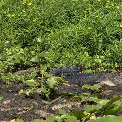 Boggy Creek Airboat Adventures - 1/2 hour airboat tour