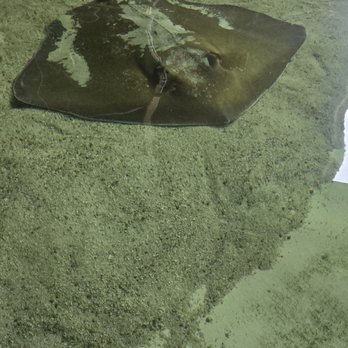 Gulf World - Sting rays - Amusement Parks Near Me - Panama City Beach, Florida Gulf World - Sting rays - Amusement Parks Near Me - Panama City Beach, Florida
