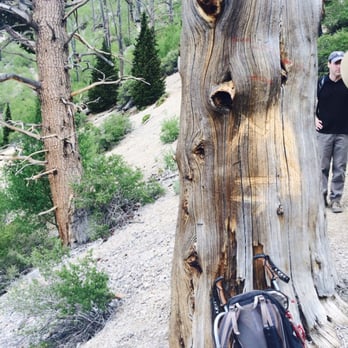 Mummy Mountain - "Burntree" the big "M" carved into the tree is the turnoff to the 800 foot scree slope to the scent to Mummy Mtn - Hiking Near Me - Mt Charleston, Nevada Mummy Mountain - "Burntree" the big "M" carved into the tree is the turnoff to the 800 foot scree slope to the scent to Mummy Mtn - Hiking Near Me - Mt Charleston, Nevada
