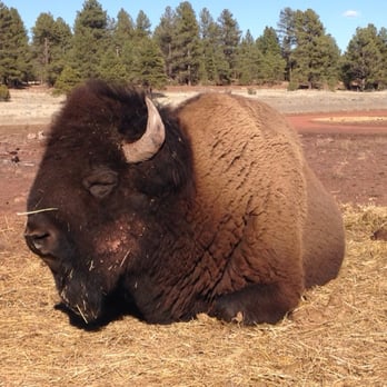 Bearizona - American Bison from my car window - Zoos Near Me - Williams, Arizona Bearizona - American Bison from my car window - Zoos Near Me - Williams, Arizona