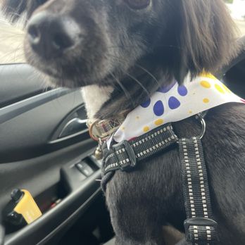 Happiness Grooming - Pet Groomers Near Me - Van Nuys, California