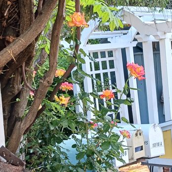 The Yard Coffee - Coffee & Tea Near Me - Redwood City, California