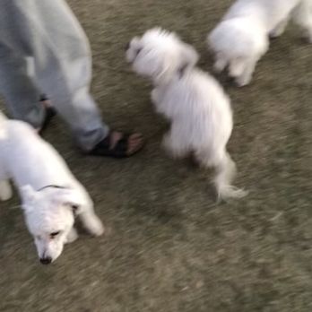 Central Park - A lot of white fluffy dogs found here! - Parks Near Me - Rancho Cucamonga, California Central Park - A lot of white fluffy dogs found here! - Parks Near Me - Rancho Cucamonga, California