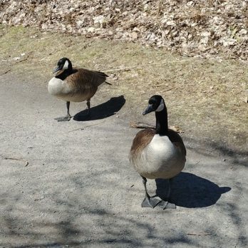Parc des Rapides - The mean one at the right of photo the chill one at the back left, beware the mama geese this time of year! - Parks Near Me - Montreal, Quebec