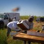 Photo of Steele Apiaries