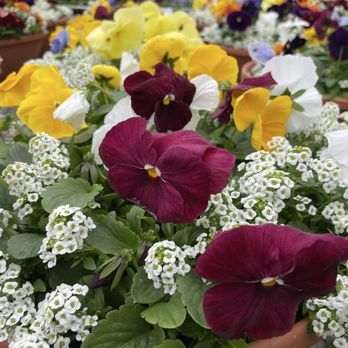 Caans - Florists Near Me - Sheboygan, Wisconsin Caans - Florists Near Me - Sheboygan, Wisconsin