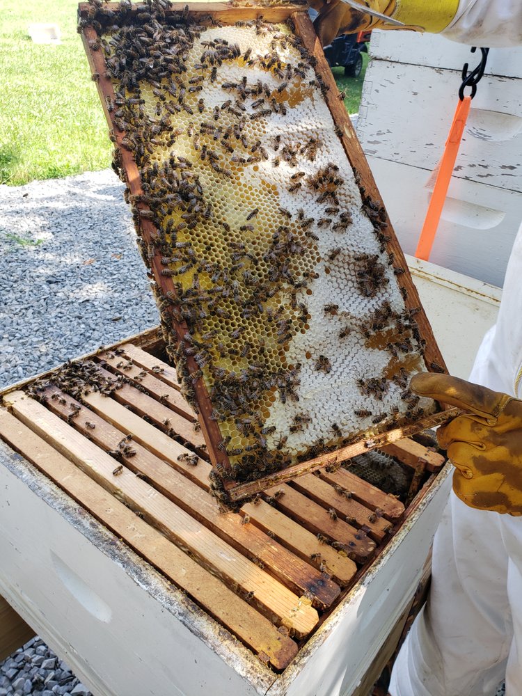 Rockwood Apiaries - beekeeping in New London, MO