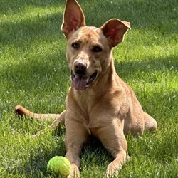 Tails Pet Resort