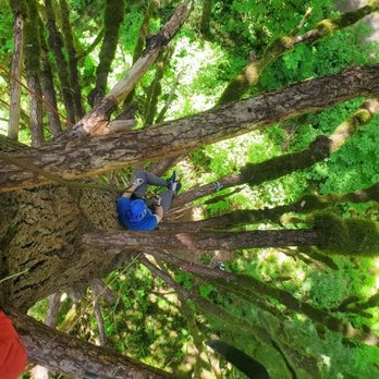 Tree Climbing at Silver Falls - Our guide, Timmy, took this and was nice enough to send to me afterward. - Climbing Near Me - Sublimity, Oregon