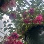 Photo of Ward's Nursery & Garden Center