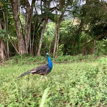 Kipu Ranch Adventures - Tours Near Me - Lihue, Hawaii