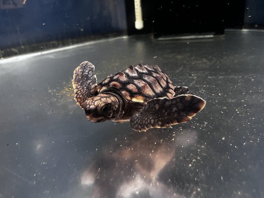 Georgia Sea Turtle Center by null
