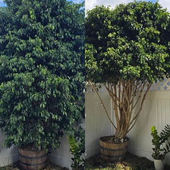 Arbor Craft - Check out the amazing transformation of my potted ficus tree! - Tree Services Near Me
