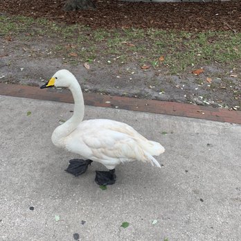 Lake Eola Park - Parks Near Me - Orlando, Florida Lake Eola Park - Parks Near Me - Orlando, Florida