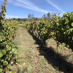 Casa de Mouraz - Vineyard