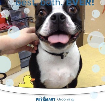 PetSmart - Zephyr enjoying his bath and brush from Jamie :) - Pet Training Near Me - Oceanside, California