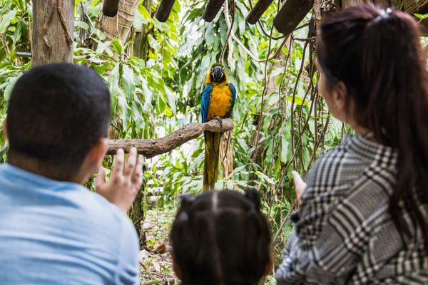 Jungle Island by null