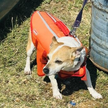 Marine Creek Lake Trail - A Chihuahua-Corgi mix named Finny. - Parks Near Me - Fort Worth, Texas