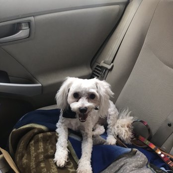 Googa Pet Grooming - My lil baby coming home after his summer haircut. - Pet Groomers Near Me - Covina, California Googa Pet Grooming - My lil baby coming home after his summer haircut. - Pet Groomers Near Me - Covina, California