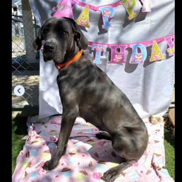Daisy birthday party at BloomingPaws.