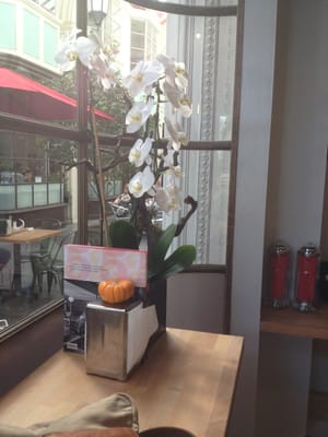 Float Pasadena by null