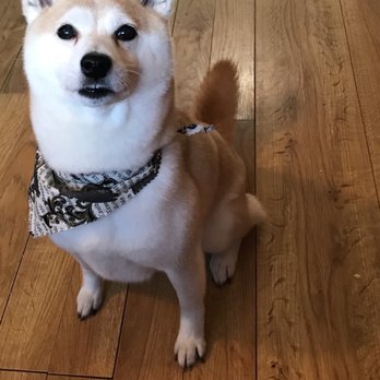 Caylys Doggy Styles - Pet Groomers Near Me - Gresham, Oregon