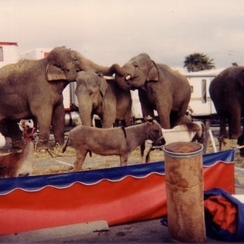 Circus Vargas - Old Circus Vargas - Performing Arts Near Me - Vallejo, California Circus Vargas - Old Circus Vargas - Performing Arts Near Me - Vallejo, California