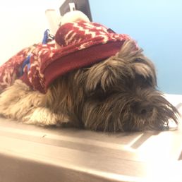 Little nervous on his first visit. But, everyone treated him with great gentle care. Little nervous on his first visit. But, everyone treated him with great gentle care.