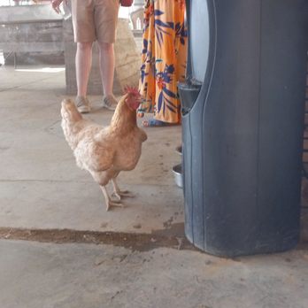 Ruhstaller Farm - Chickens! - Breweries Near Me - Dixon, California Ruhstaller Farm - Chickens! - Breweries Near Me - Dixon, California