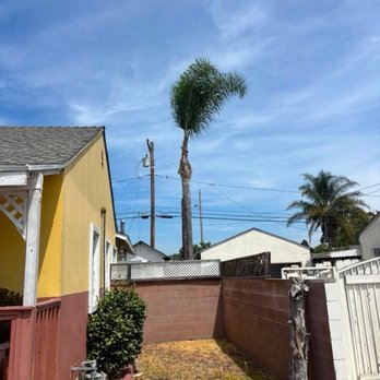 Affordable Tree Care - After - Tree Services Near Me