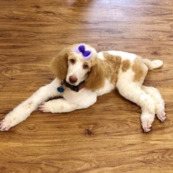 Barkus Grooming - Hooks's first grooming