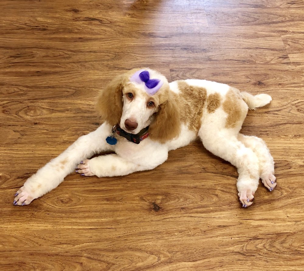 BARKUS GROOMING Updated August 2024 23 Photos 14940 County Rd 195