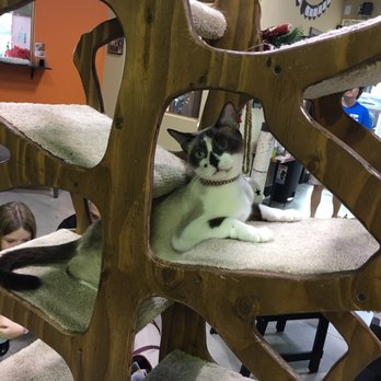 Orlando Cat Cafe - Animal Shelters Near Me - Clermont, Florida Orlando Cat Cafe - Animal Shelters Near Me - Clermont, Florida