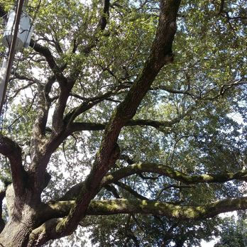 Fairchild House - Oak trees line and cover the streets - Hotels Near Me - New Orleans, Louisiana