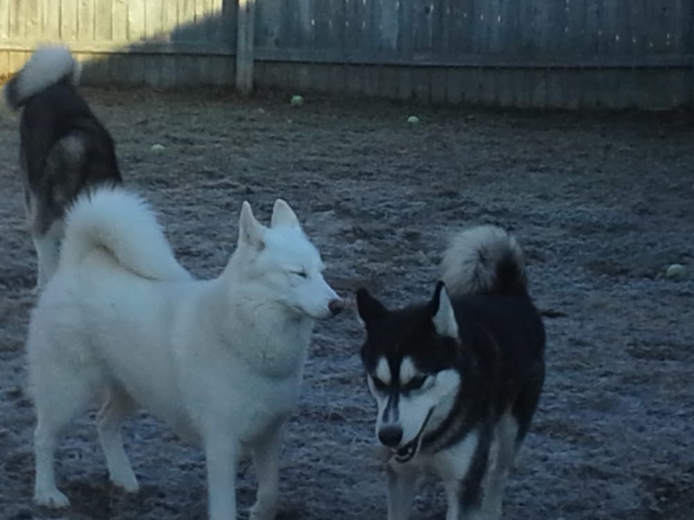 A Pawsitive Place For Dogs - pet boarding facility in Newark, DE