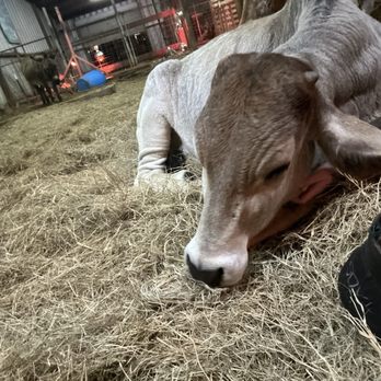 Calvary Farms - Pamcakes, the Brahma calf - Attraction Farms Near Me - Adkins, Texas