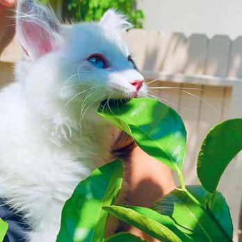 FairyTale Ragdoll by i-Angel - Pet Breeders Near Me FairyTale Ragdoll by i-Angel - Pet Breeders Near Me