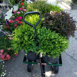 McCammon's Irish Market