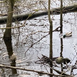 Male (right) and female (left) ducks out forging in the water together.