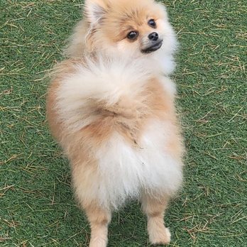 Fashion Fo Paws - Pet Stores Near Me - Lincoln, California Fashion Fo Paws - Pet Stores Near Me - Lincoln, California
