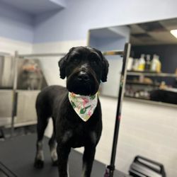 PetTastic Boutique